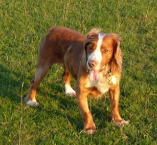 Toby
