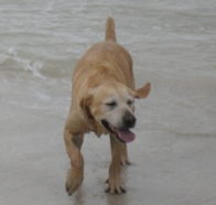 Barnaby 1