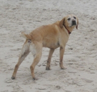 Barnaby 2