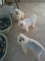 Finley and Archie