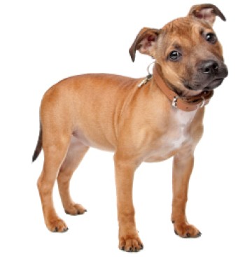 Puppy