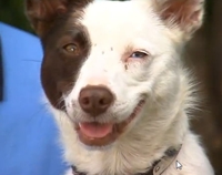 Raising awareness for animal shelters